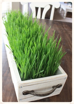 wheat grass