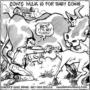 Cow's Milk